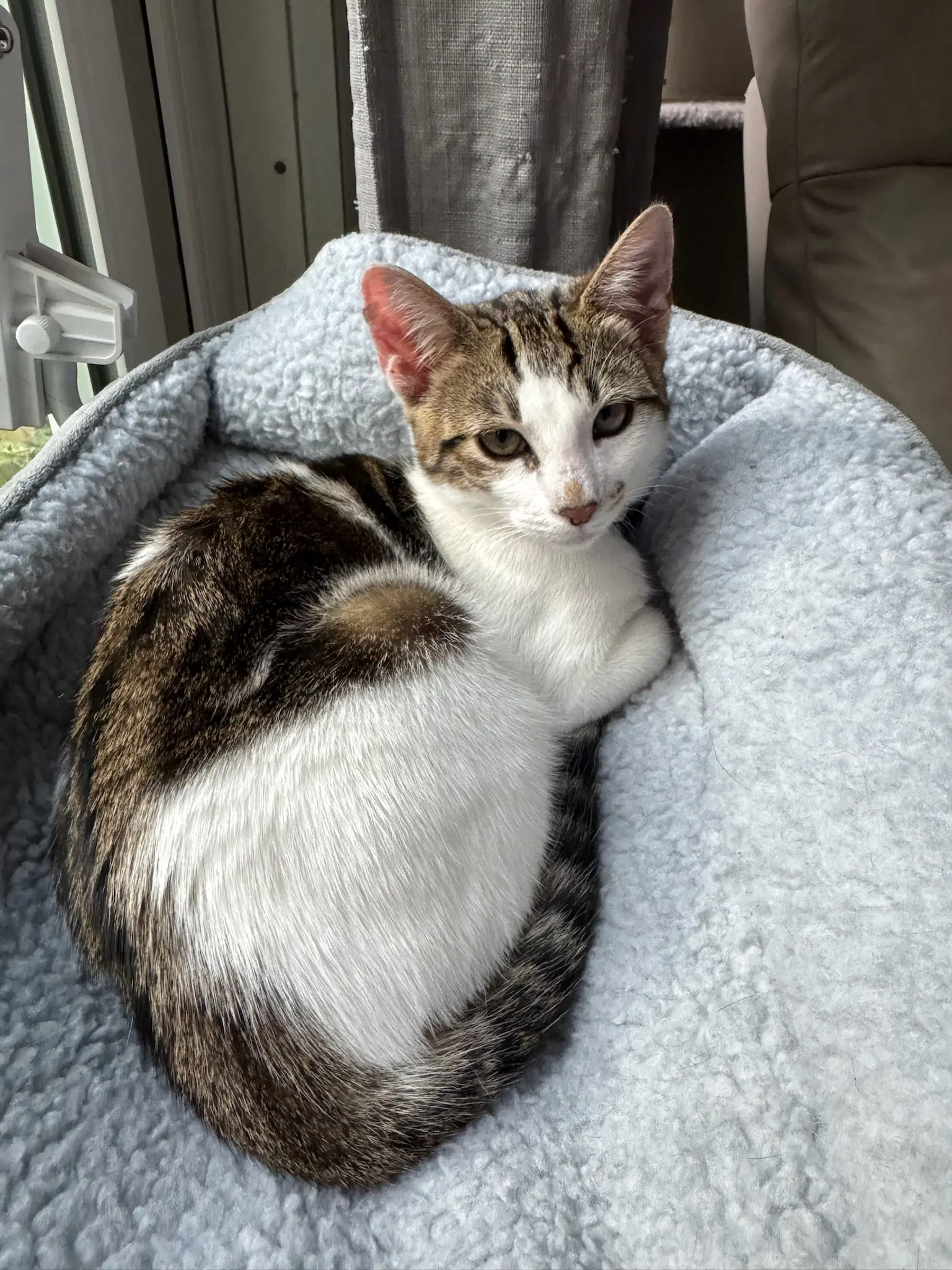 Kaddu - Teen Kitten - Tabby