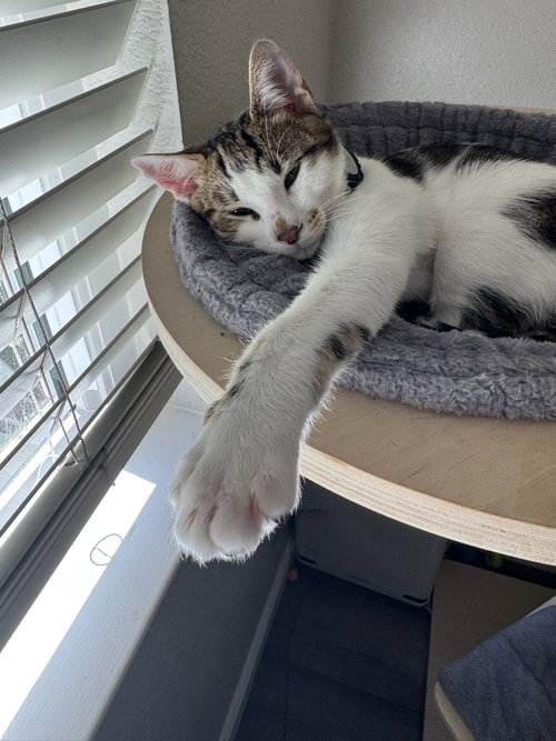Photo 2 of Kaddu - teen kitten
