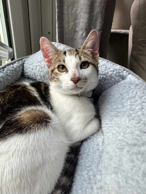 Photo 3 of Kaddu - teen kitten