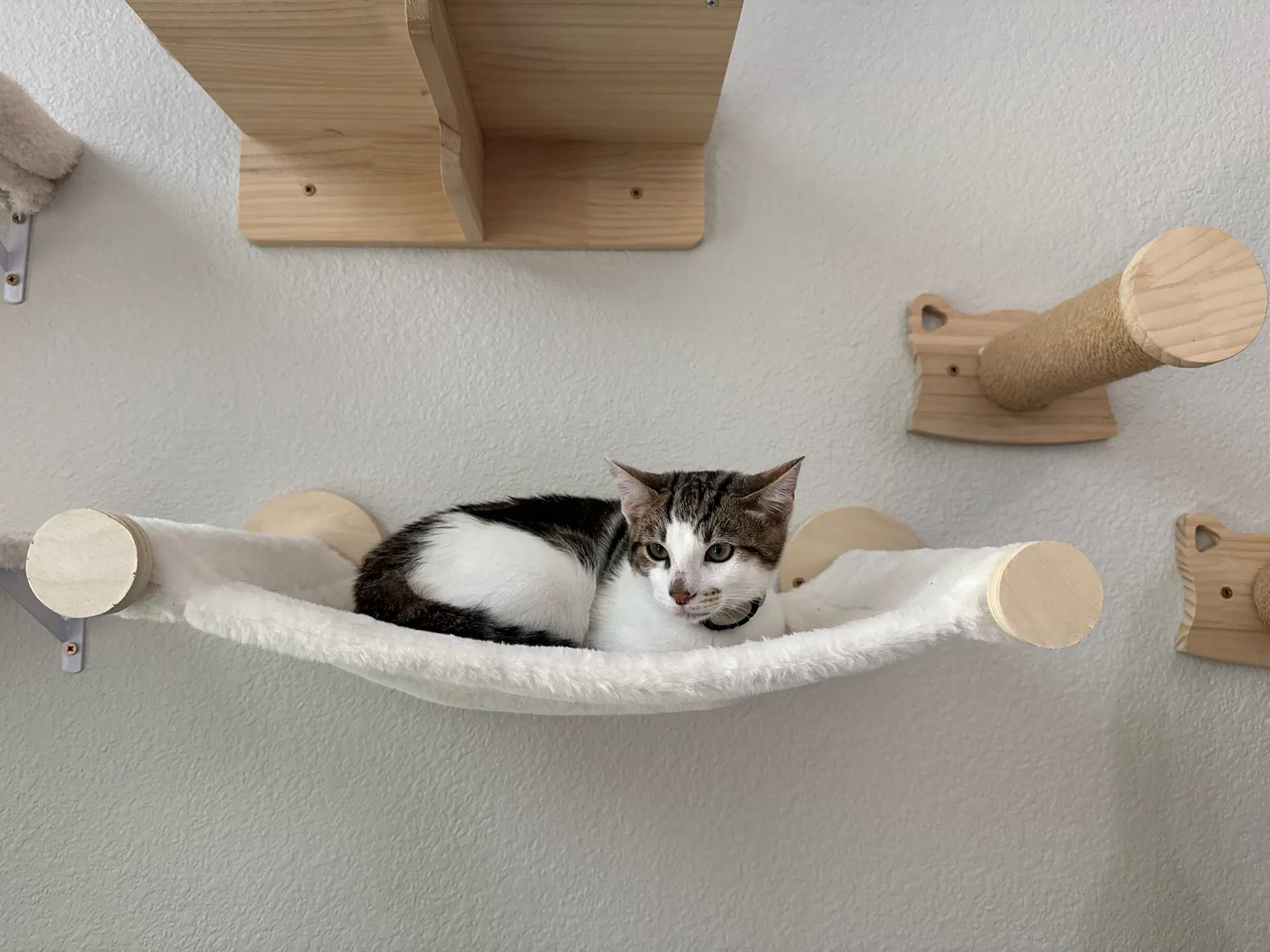 Kaddu - Teen Kitten image 4