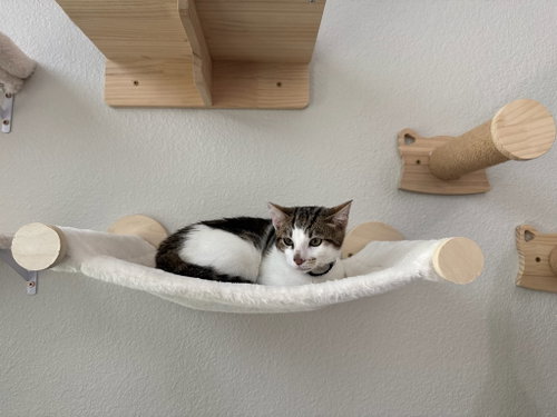 Photo 4 of Kaddu - teen kitten