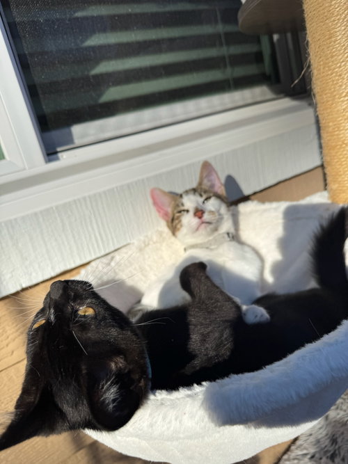 Photo 5 of Kaddu - teen kitten