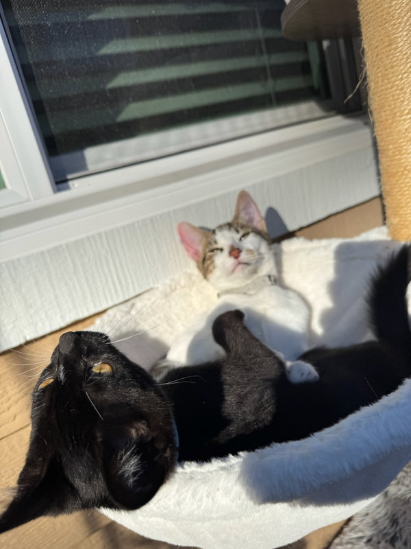 Kaddu - teen kitten