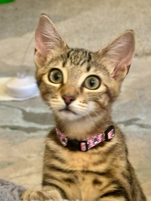 Ron & Ruby - bonded siblings