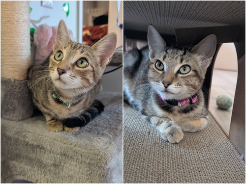 picture of the cat needing adoption