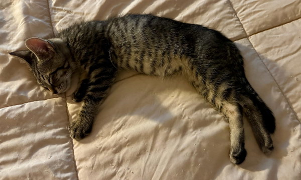 Julius - male kitten