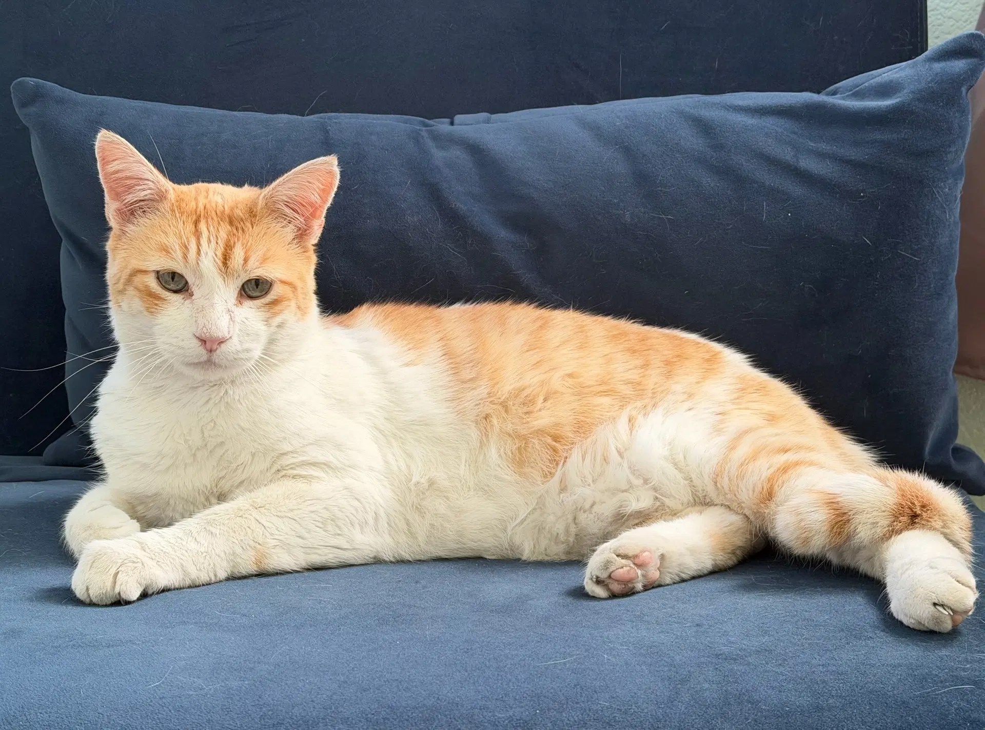 Walter - Domestic Short Hair
