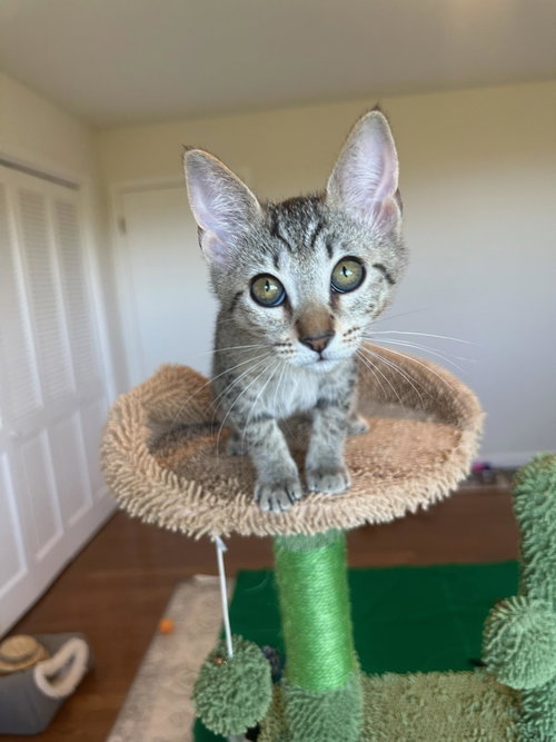 Photo 3 of Bianca - female kitten
