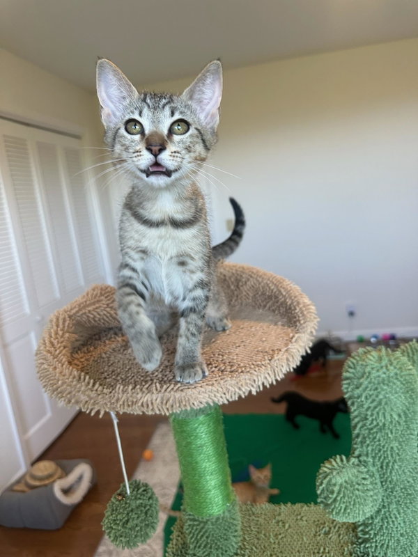 Bianca - female kitten