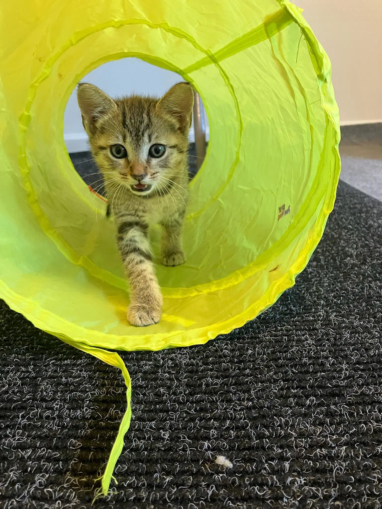 Bianca - Female Kitten image 2