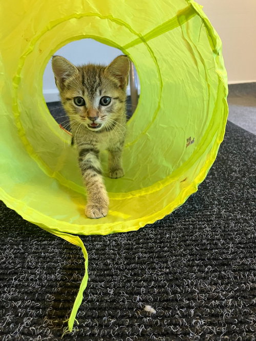 Photo 2 of Bianca - female kitten