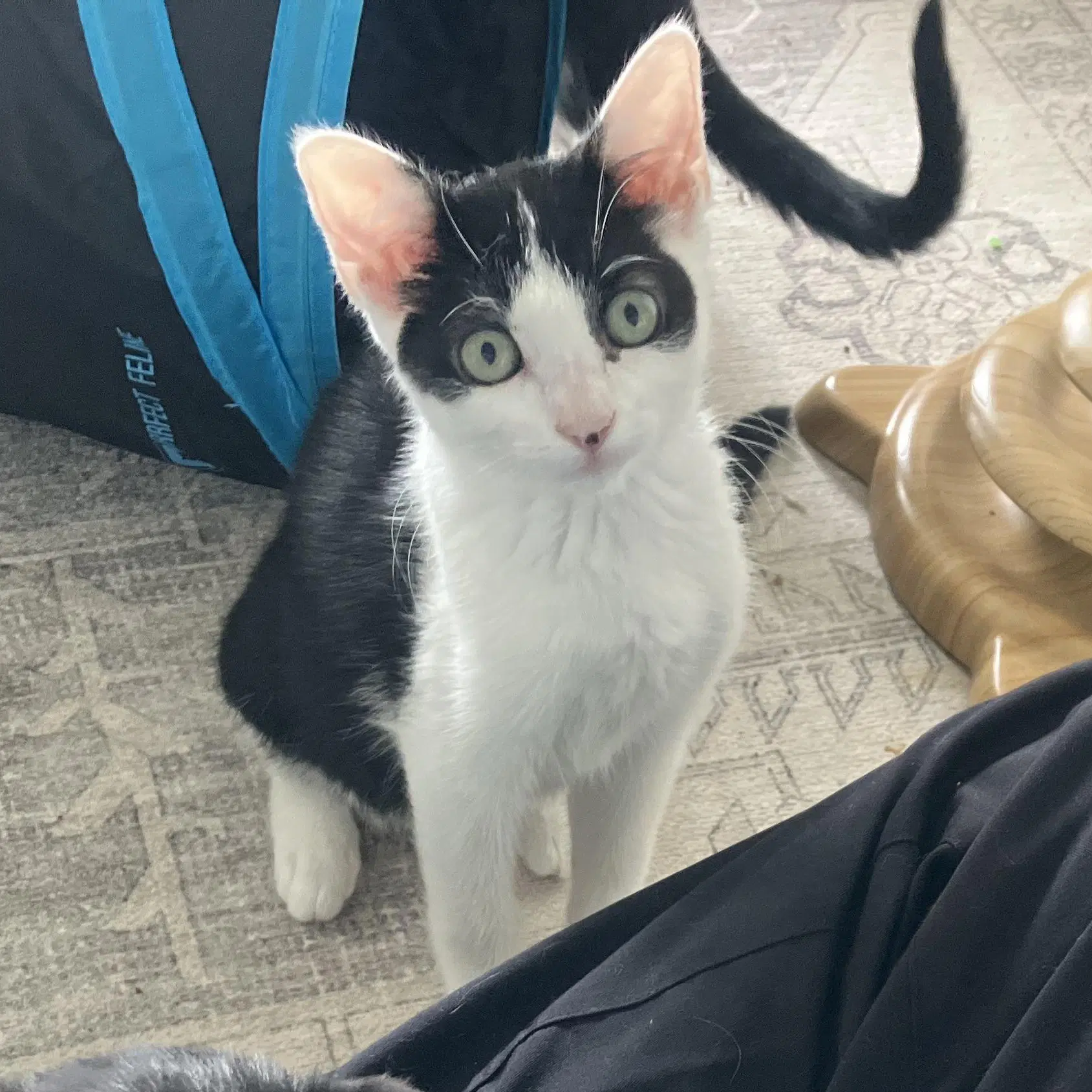Huntress - Female Kitten - Domestic Short Hair