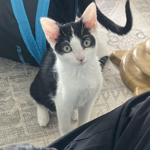 picture of the cat needing adoption