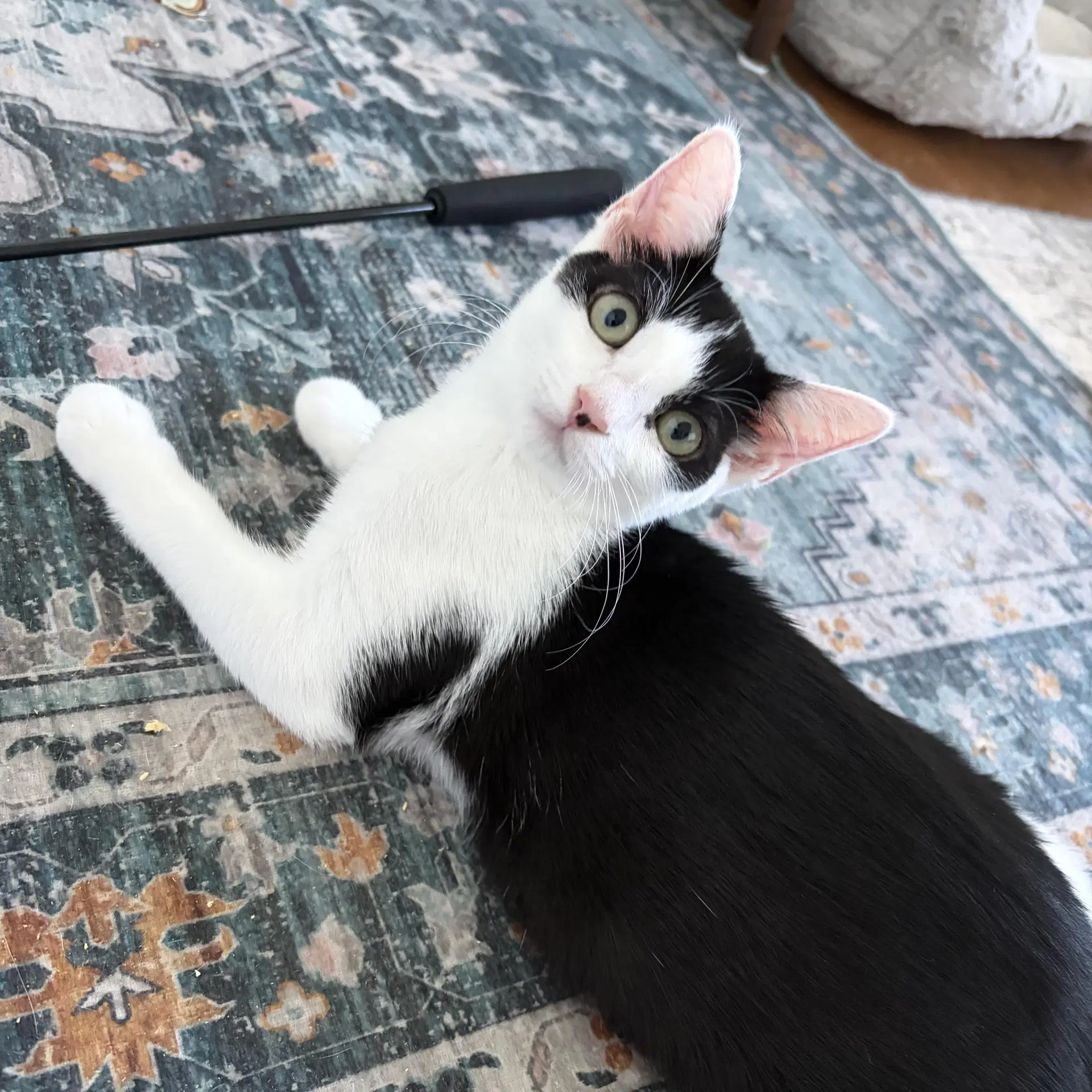 Huntress - Female Kitten image 2