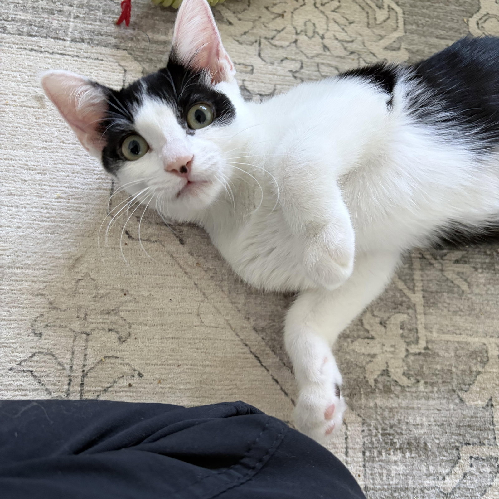 Huntress - female kitten, photo 3