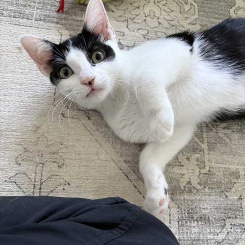 Photo 3 of Huntress - female kitten