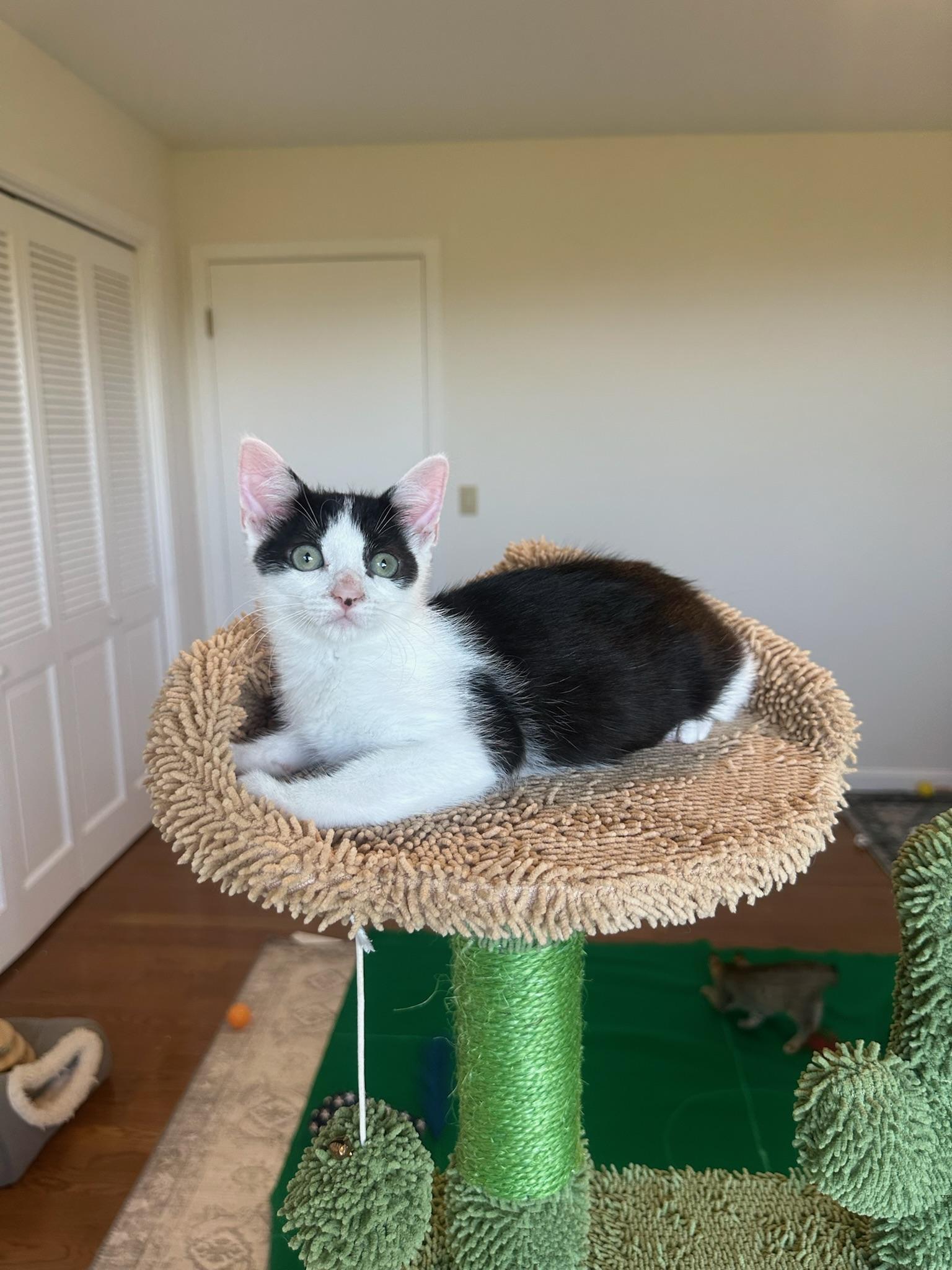 Huntress - female kitten, photo 4