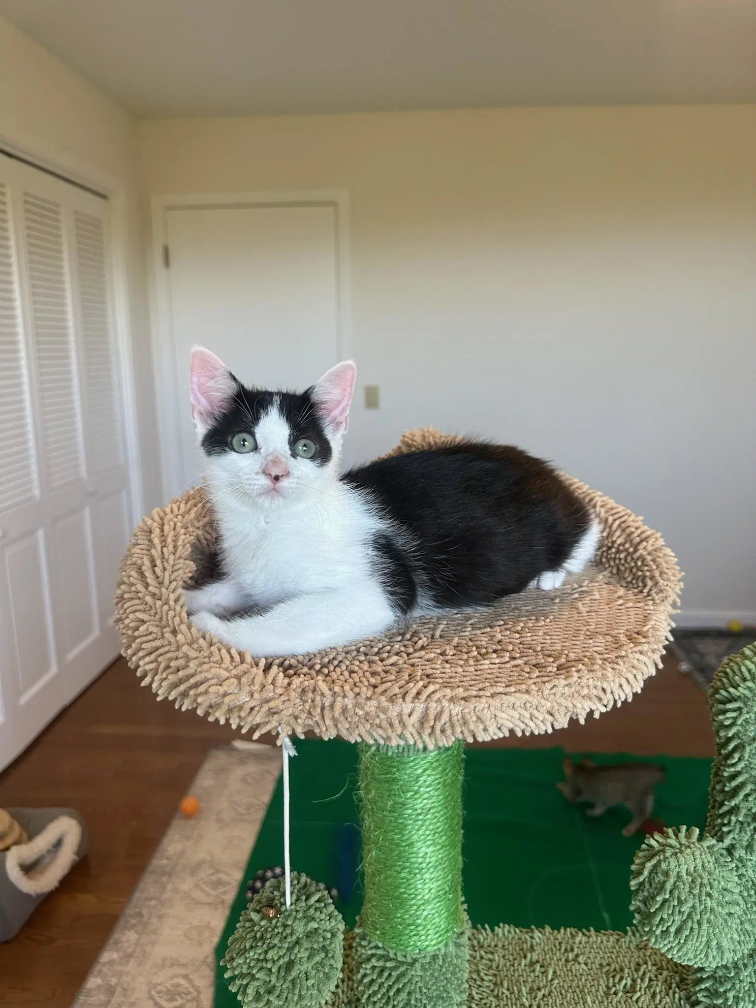 Huntress - Female Kitten image 4