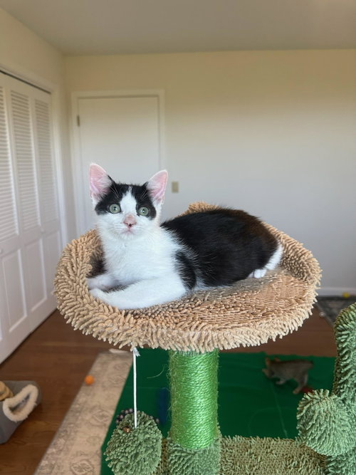 Photo 4 of Huntress - female kitten