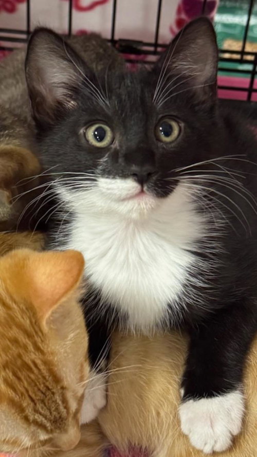 picture of the cat needing adoption
