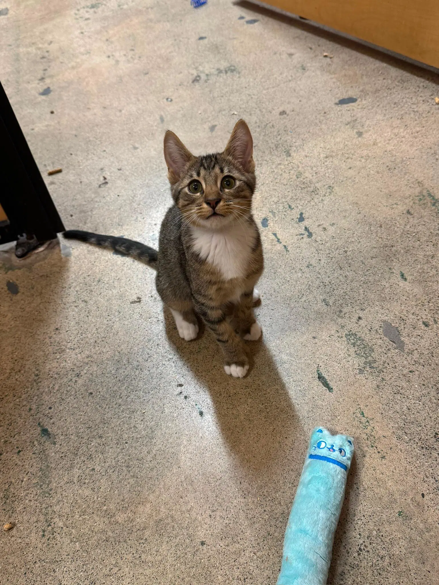 Lucky Charm -Male Kitten Polydactyl image 1