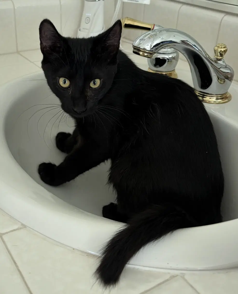 Tegi - Male Teen Kitten - Domestic Medium Hair