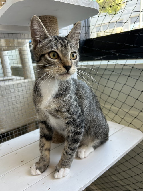 Photo 2 of Camilla - teen female kitten