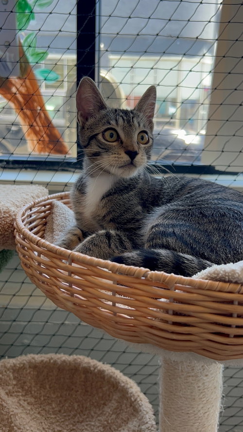 Photo 3 of Camilla - teen female kitten