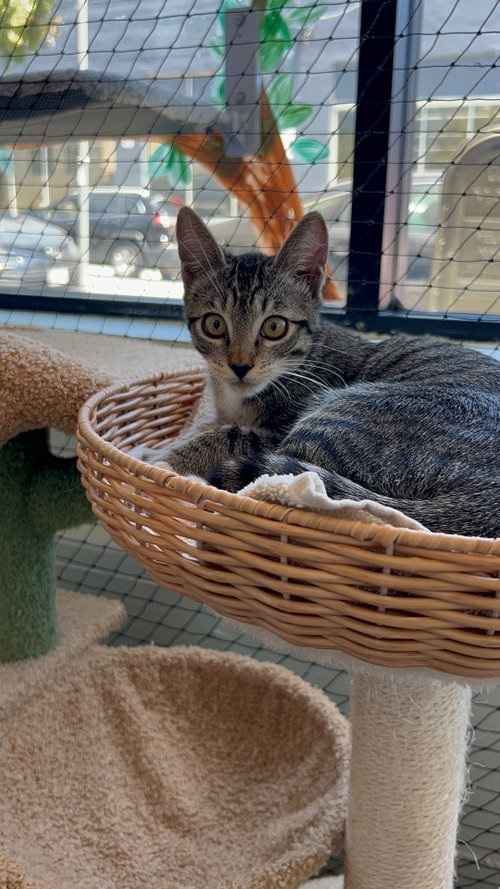 Photo 5 of Camilla - teen female kitten