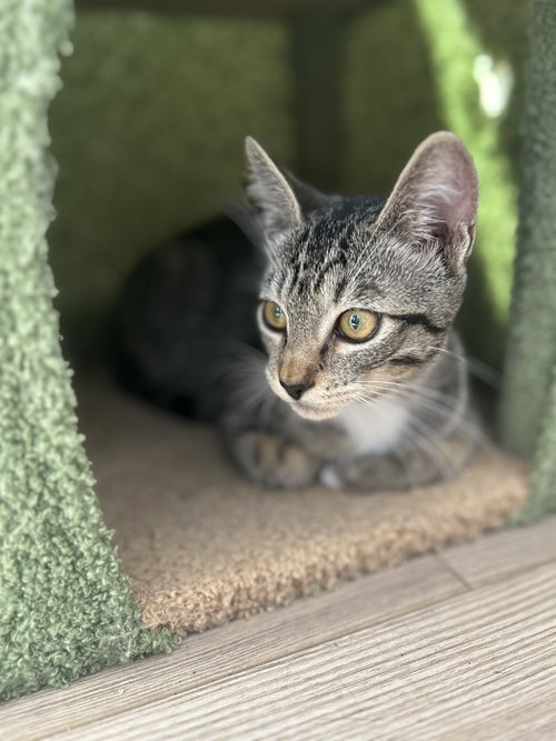 Photo 6 of Camilla - teen female kitten