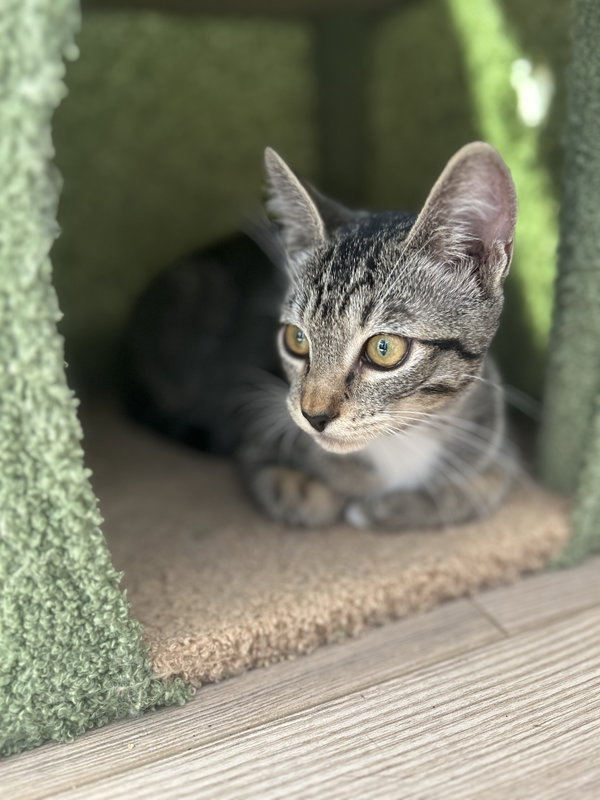 Camilla - teen female kitten