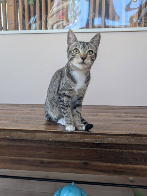 picture of the cat needing adoption