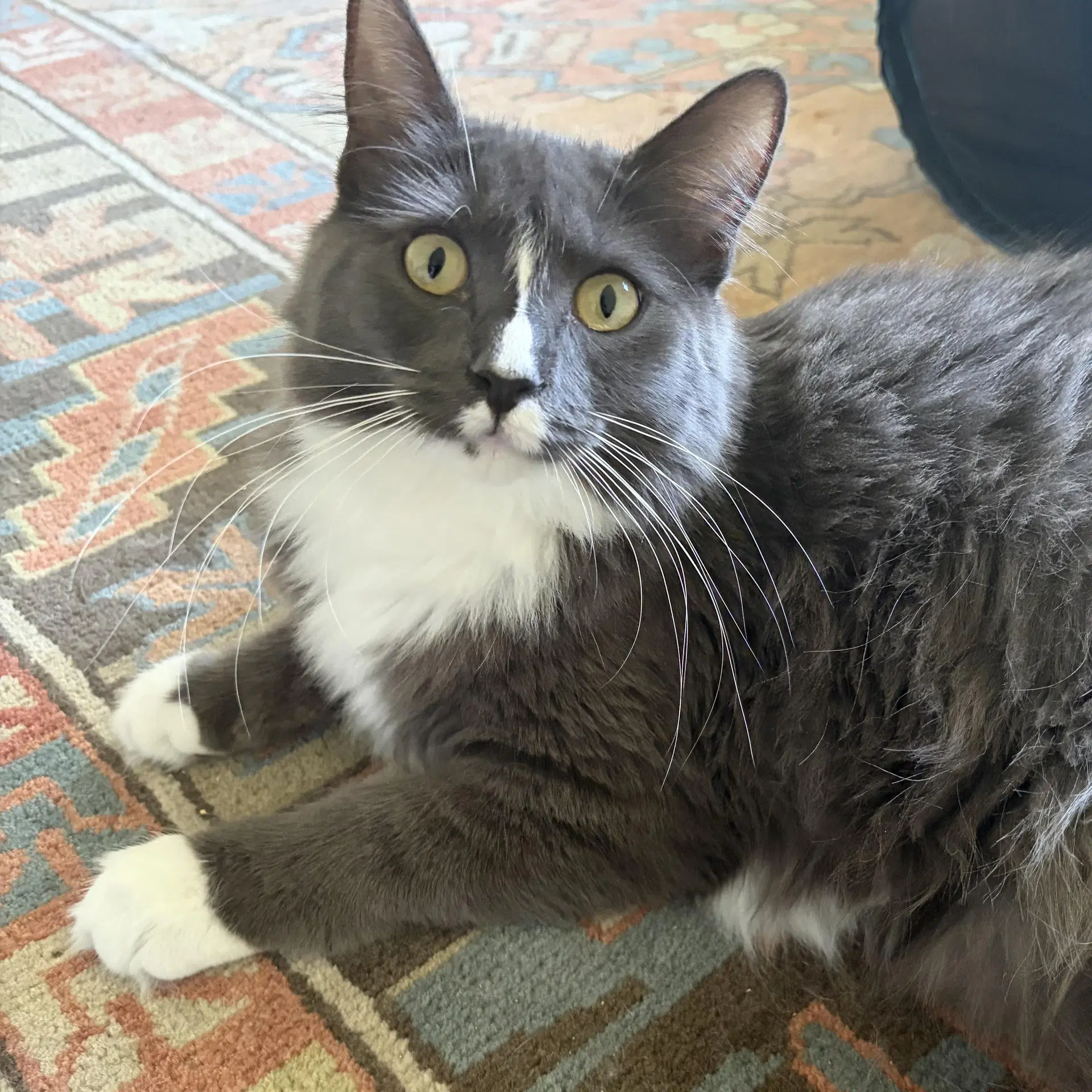 Atlas  Athena - Bonded Teen Siblings - Domestic Long Hair