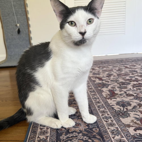 Photo 2 of Atlas & Athena - bonded teen siblings
