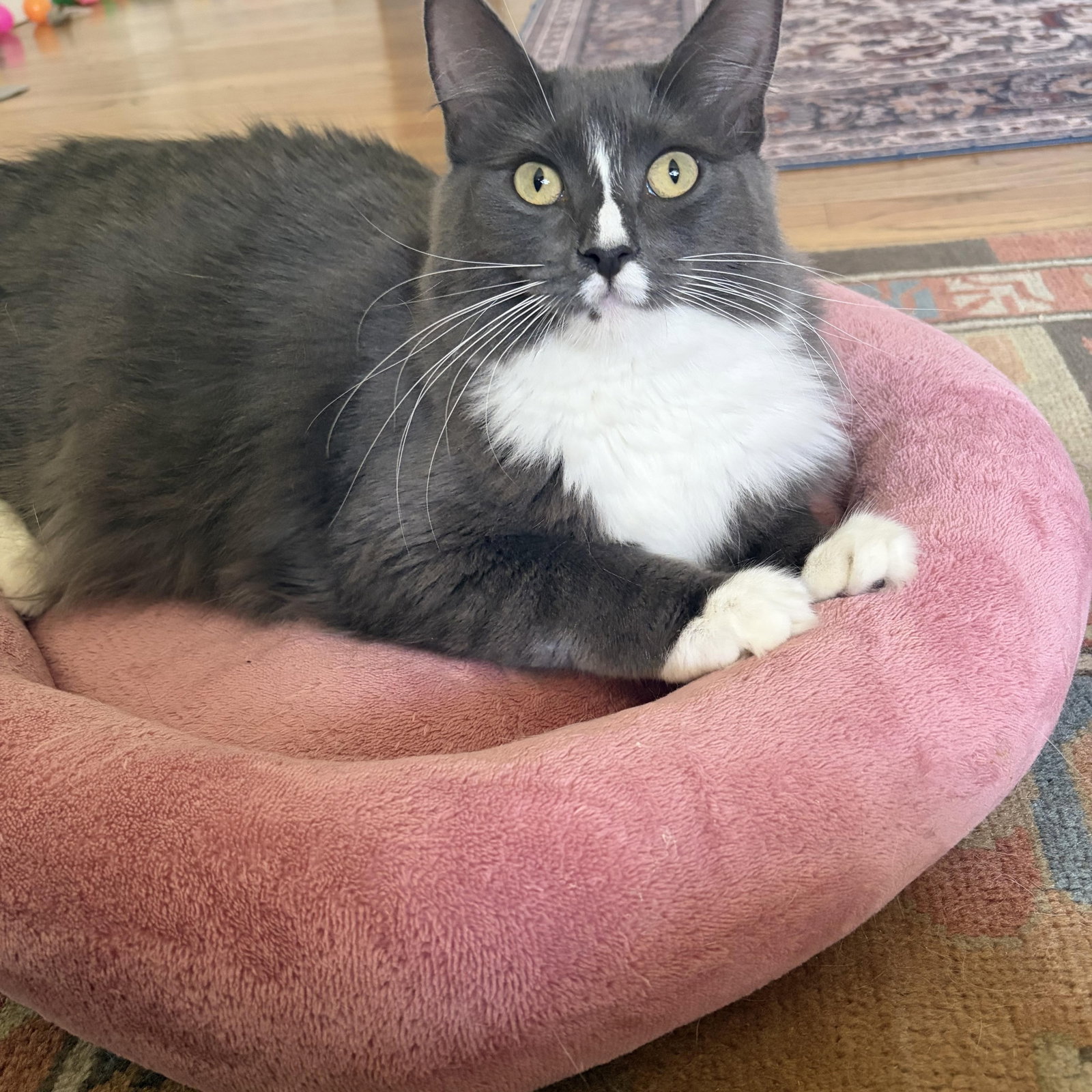 Athena - female teen kitten, photo 2