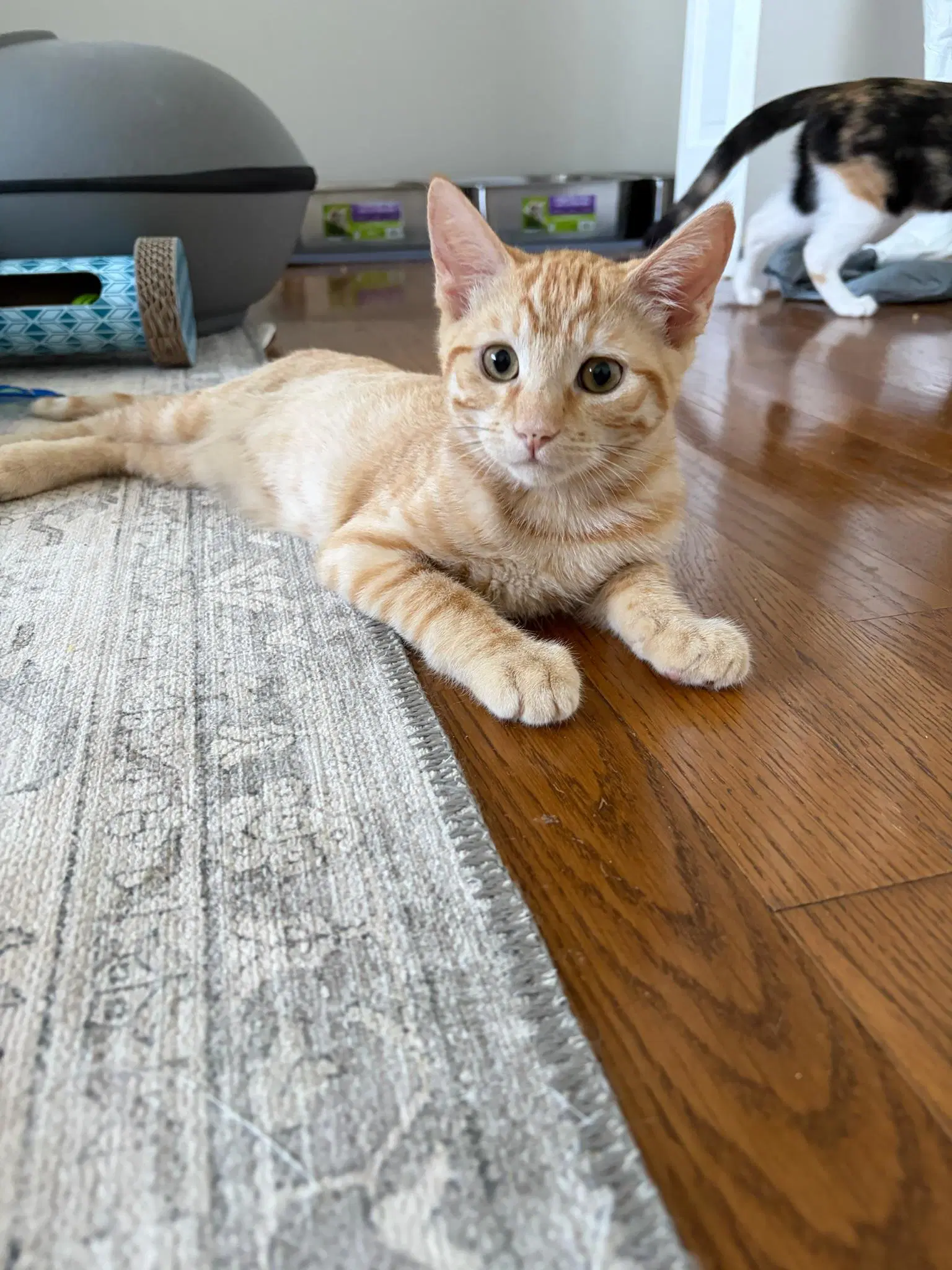 Bad Bunny - Male Kitten - Tabby