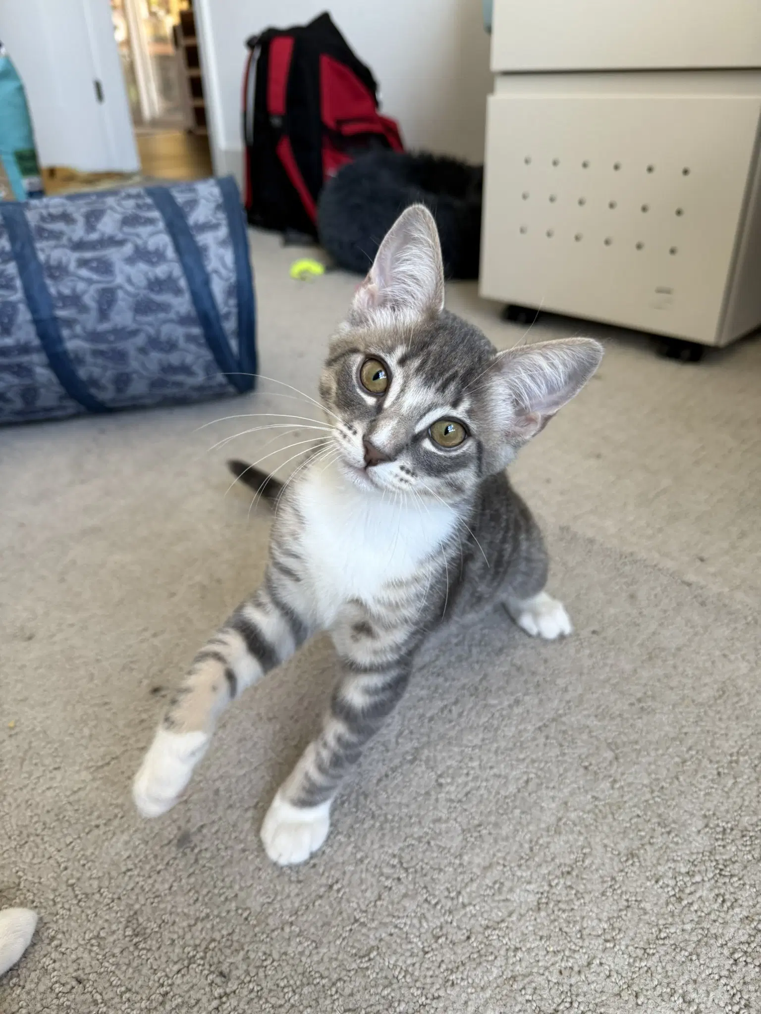 Dobby - Male Kitten - Tabby