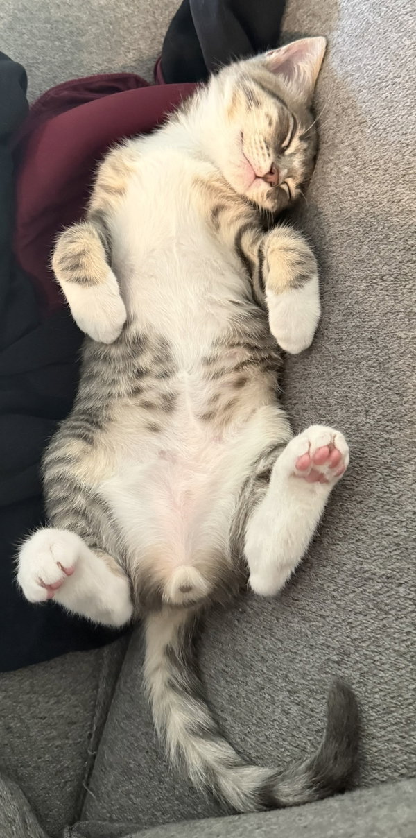 Kreature - female kitten