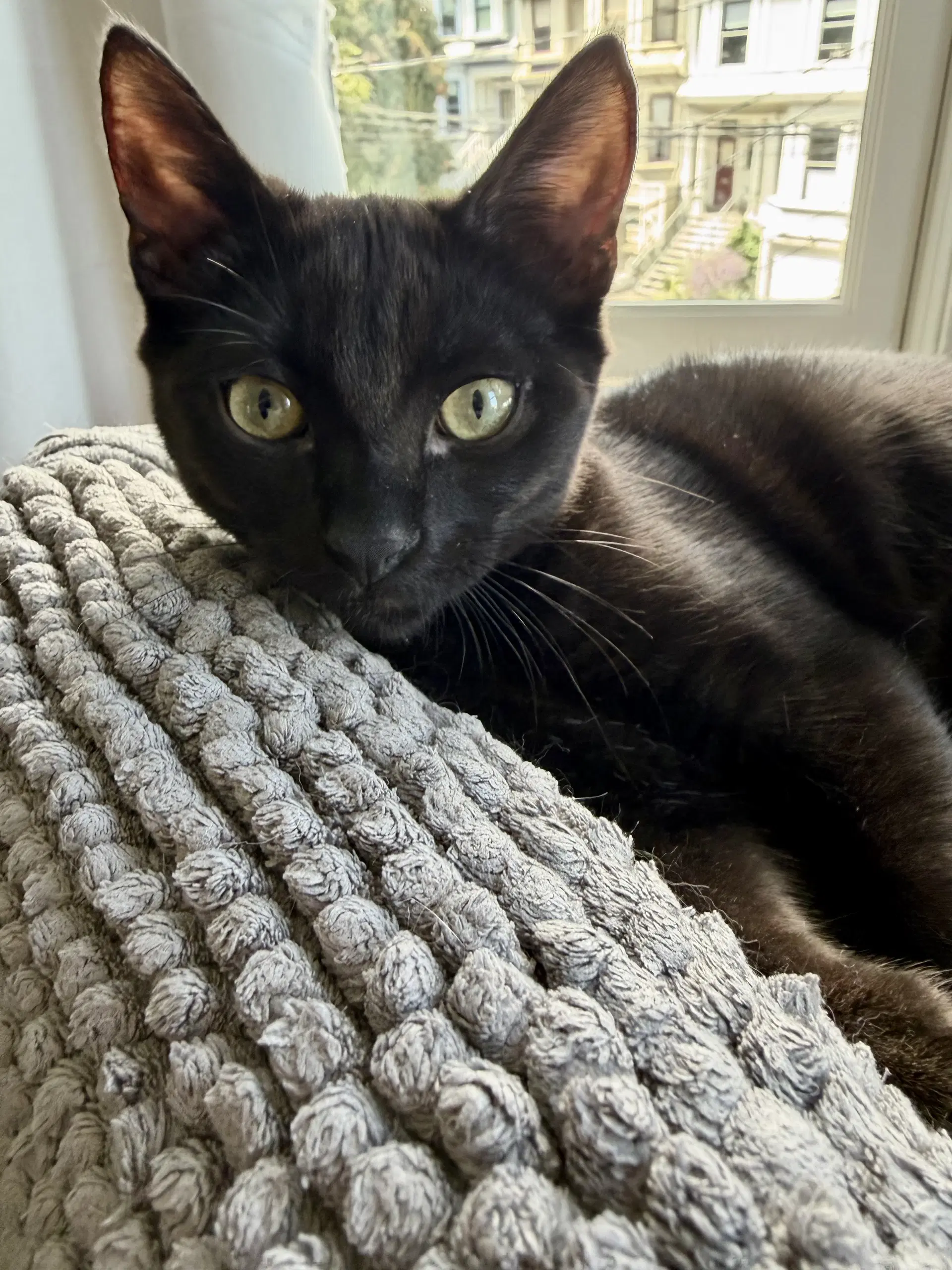 Moondancer - Female Kitten - Domestic Short Hair