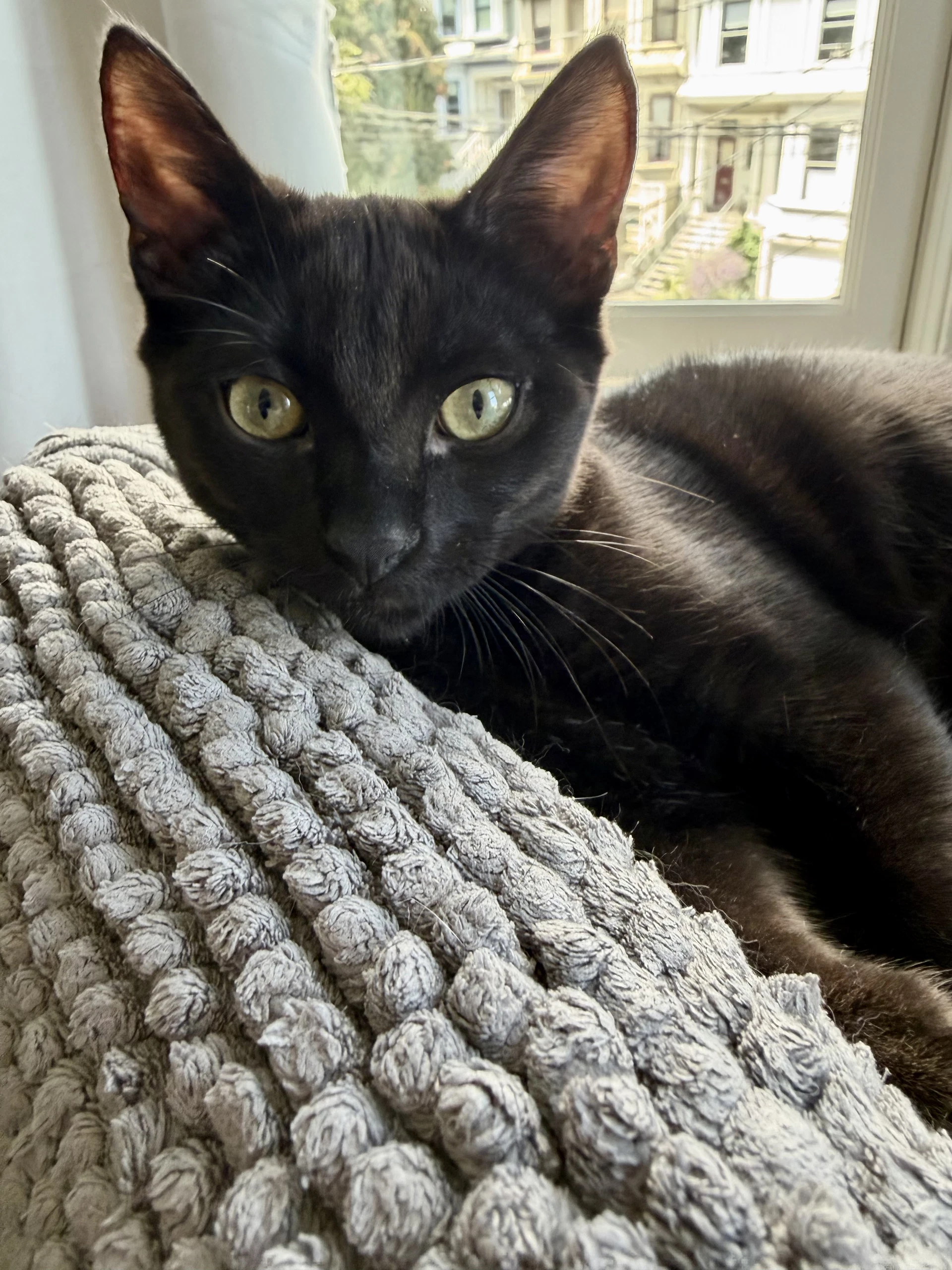 Moondancer - Female Kitten