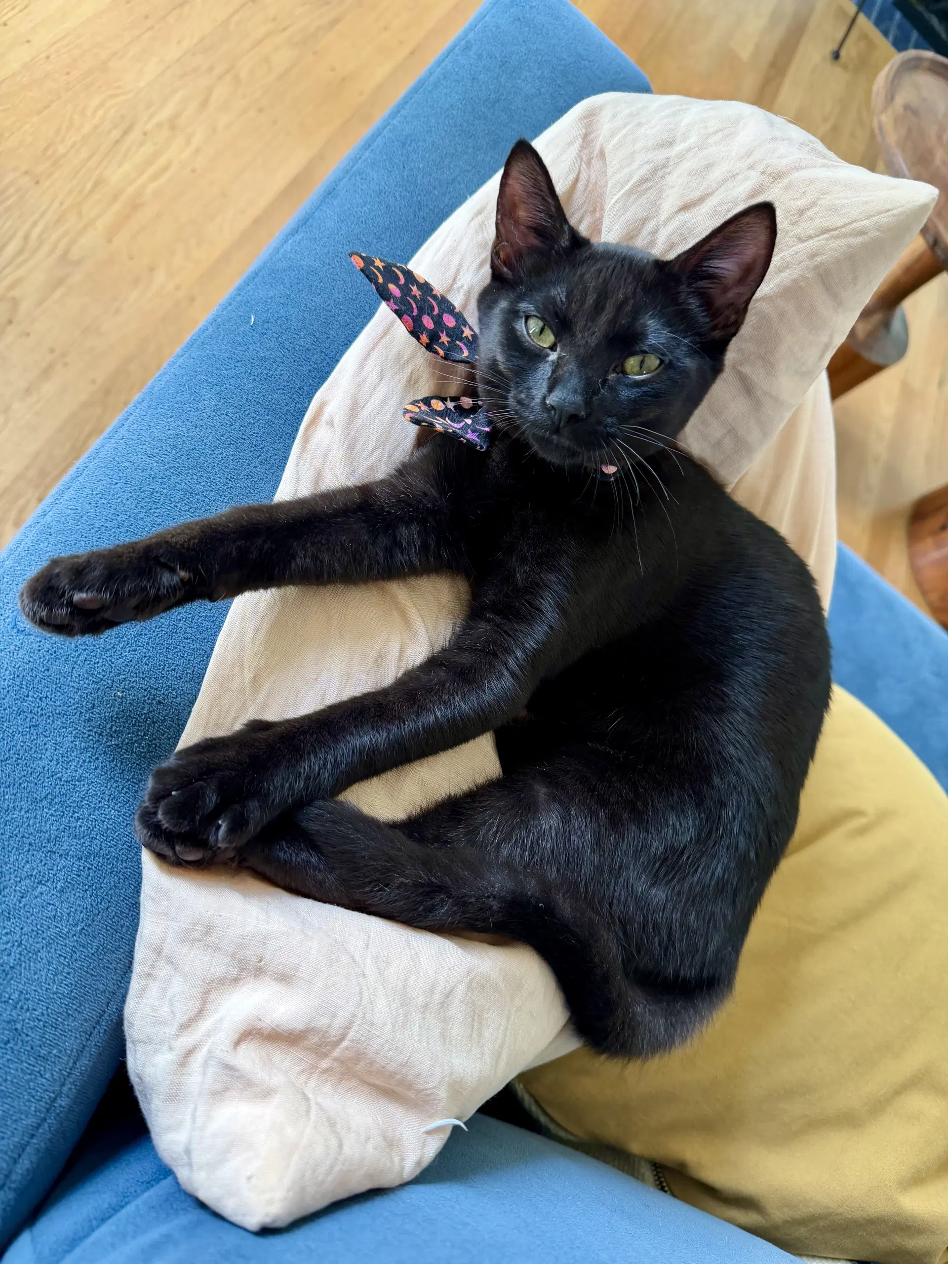 Moondancer - Female Kitten image 3