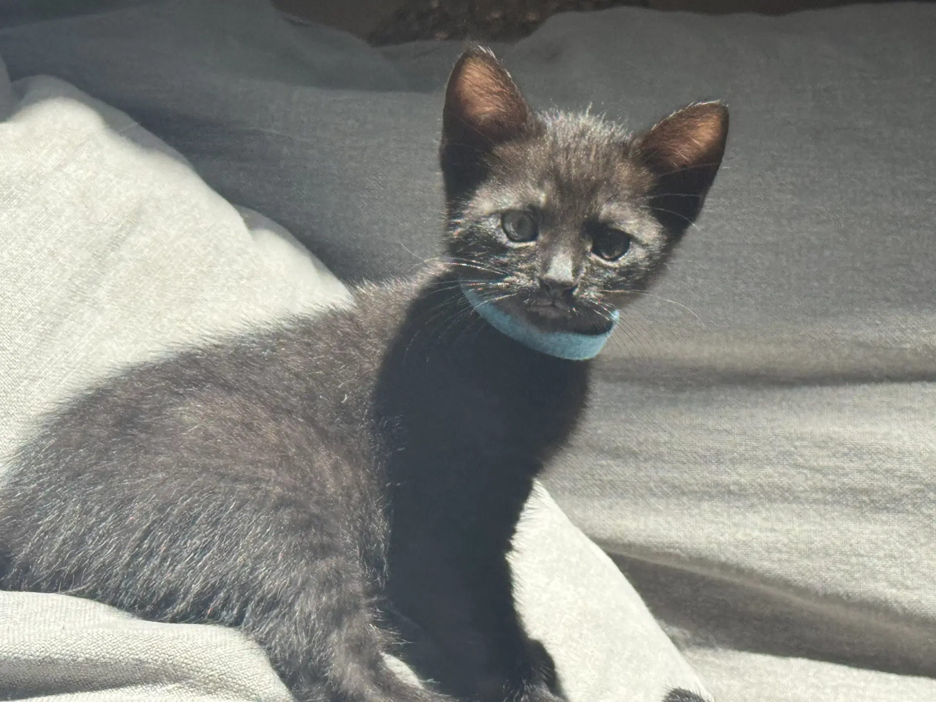 Malorie - Female Kitten - Domestic Short Hair