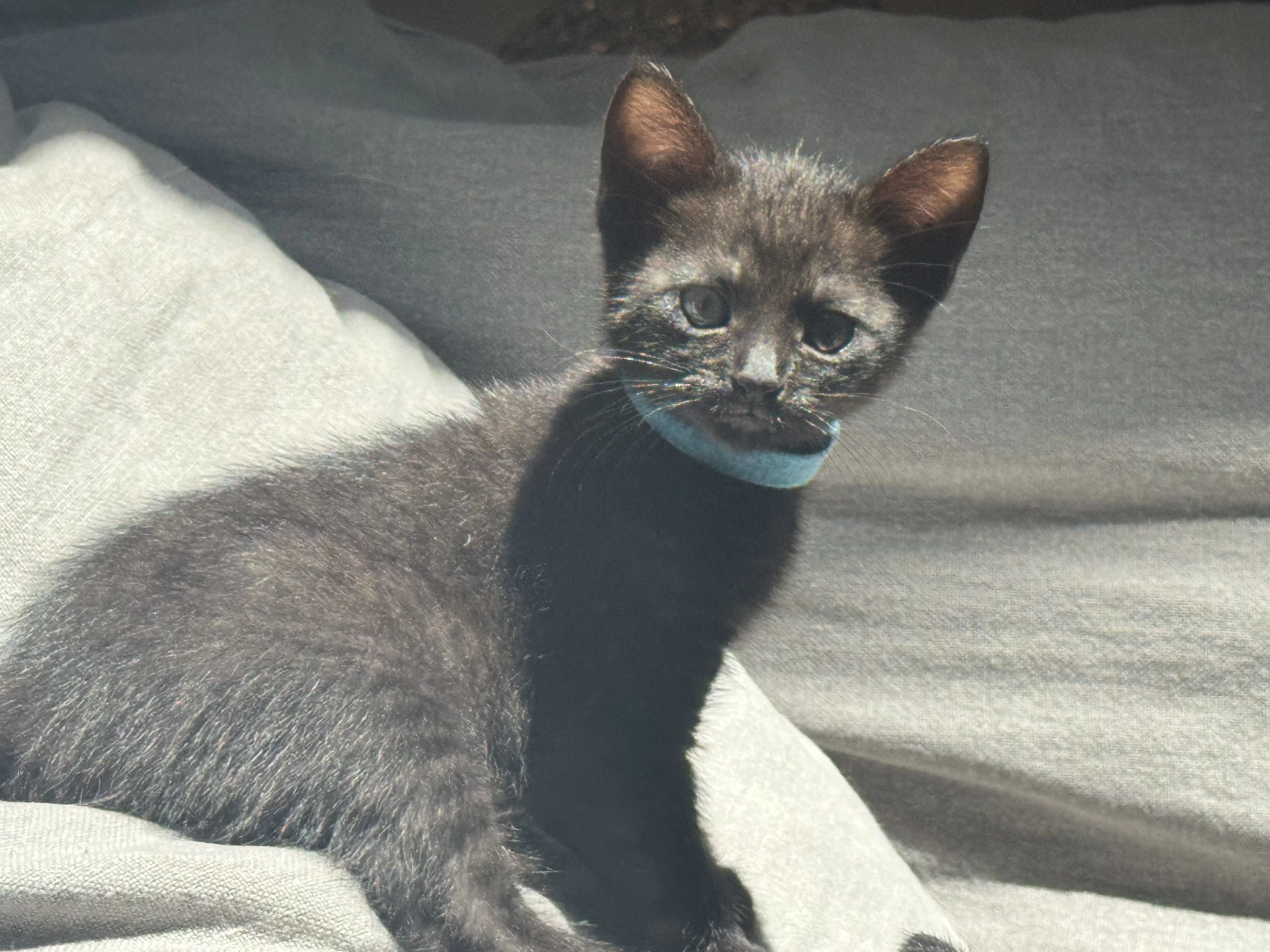 Malorie - Female Kitten