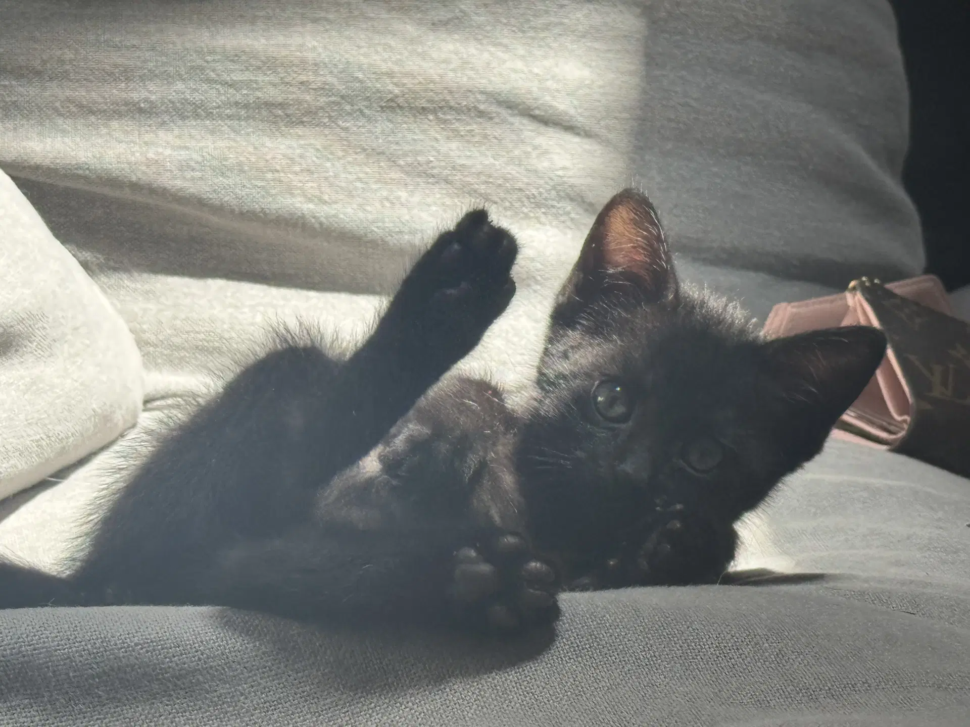 Malorie - Female Kitten image 2