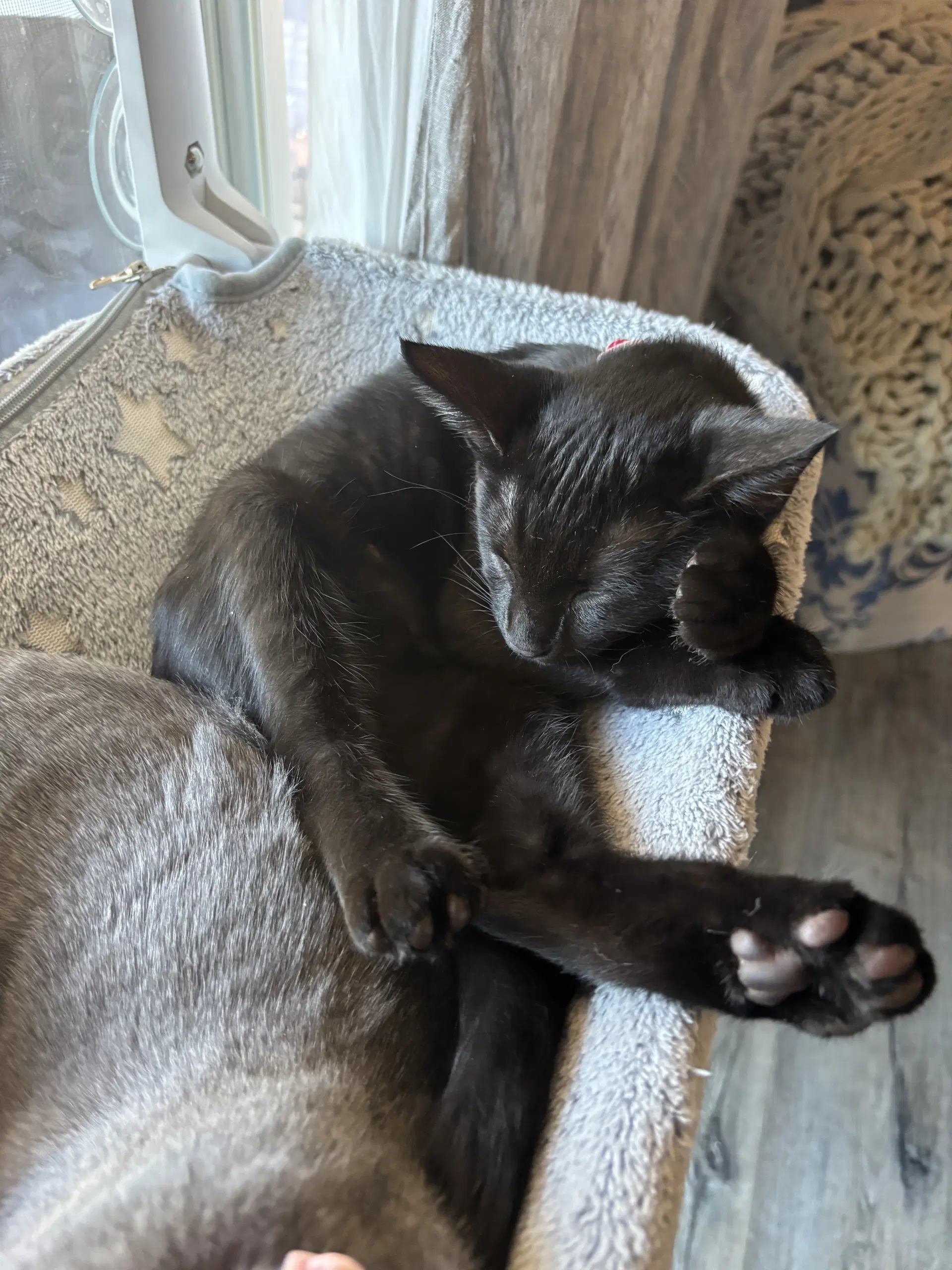 Malorie - Female Kitten image 3