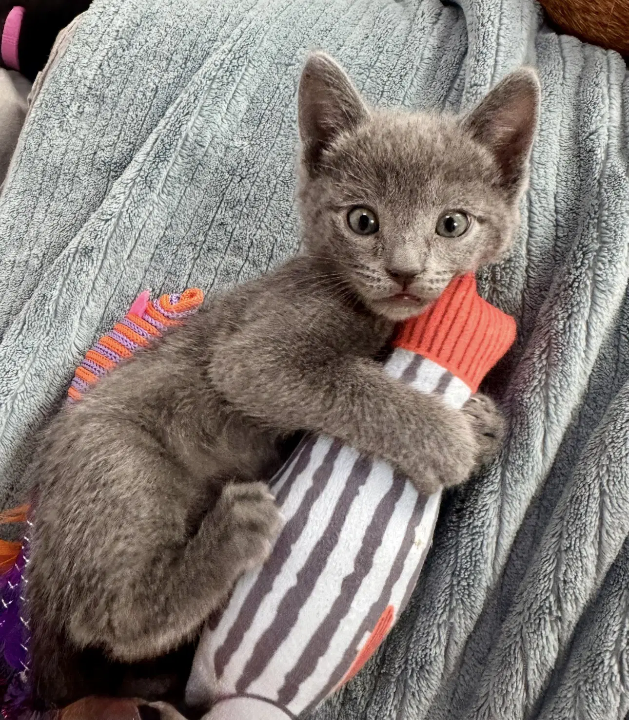 Clementine - Female Kitten - Domestic Short Hair