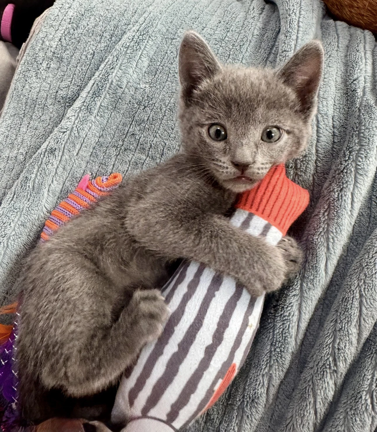 Clementine - Female Kitten