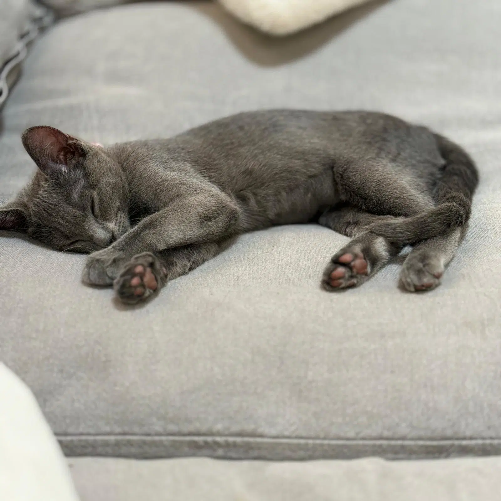 Clementine - Female Kitten image 2