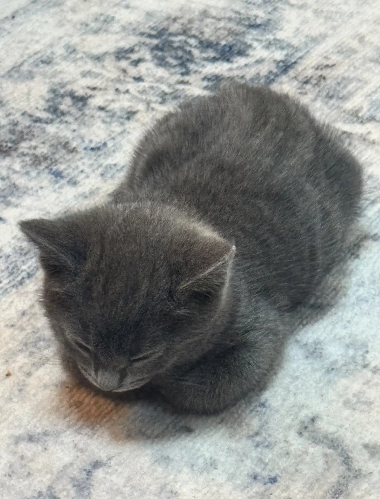 Clementine - Female Kitten image 3