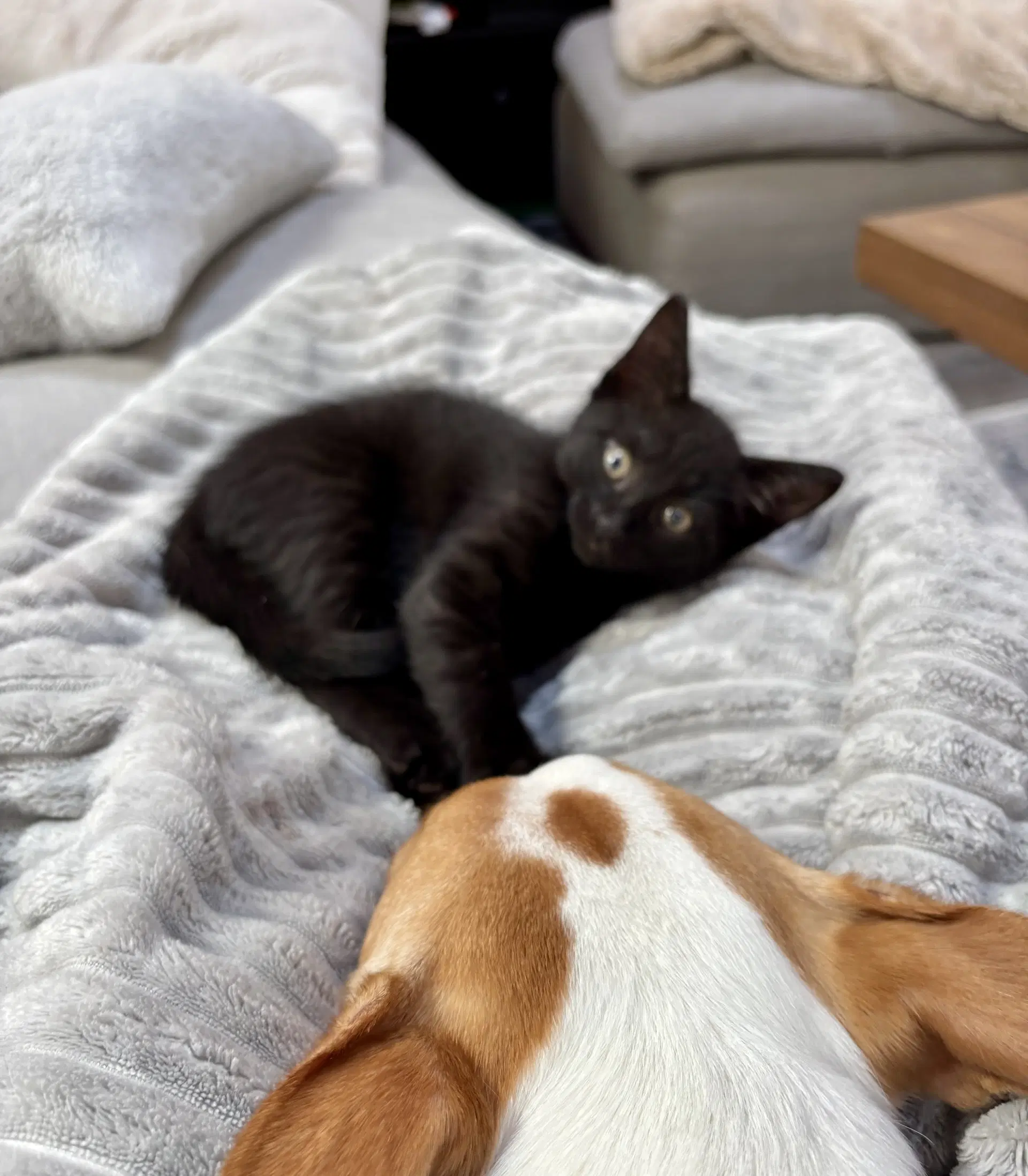 Marley - Female Kitten image 2